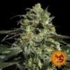 Feminized Peyote Cookies Seeds from Barneys Farm Seeds.