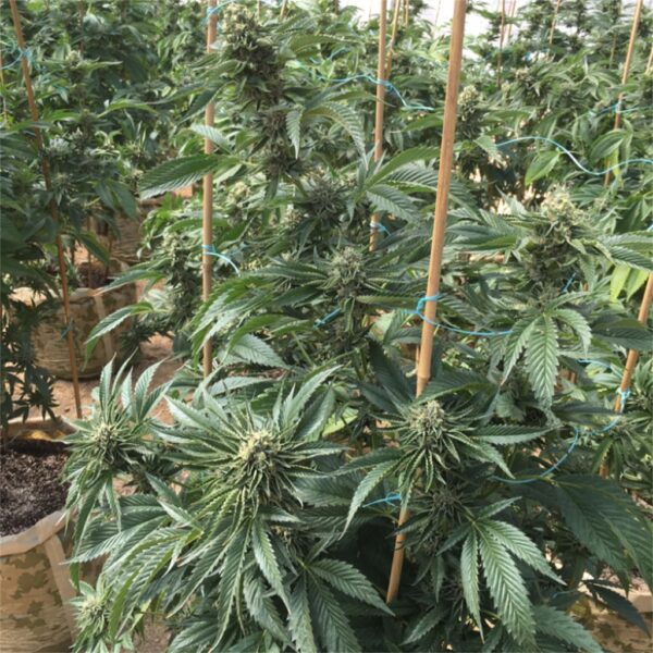 Cannabis plants supported by bamboo stakes, showing dense foliage and mature buds.