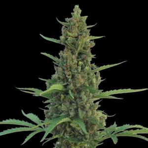 Seeds of the Pineapple Express Automatic type from Barneys Farm Seeds.