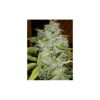 Von Cream of the Crop Seeds Psychofruit Auto.A close-up of a mature cannabis plant, showcasing dense clusters of bud covered in frosty trichomes, surrounded by vibrant green leaves.