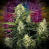Cannabis plant with mature buds covered in trichomes, featuring prominent leaves extending outwards.