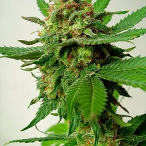 Feminized Psychotropic Mass type seeds from Critical Mass Collective.