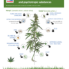 Von Critical Mass Collective Psychotropic Mass.Infographic detailing parts and uses of the Cannabis sativa plant, highlighting extracts from seeds, leaves, and roots, and comparing Hemp and Ganja subvarieties. Includes icons for products derived from different parts of the plant, such as oils, fibers, and floral parts. Information provided is based on the Thai Government Gazette from December 14, 2020.