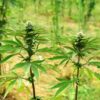 Close-up of mature cannabis plants with prominent buds and serrated leaves.