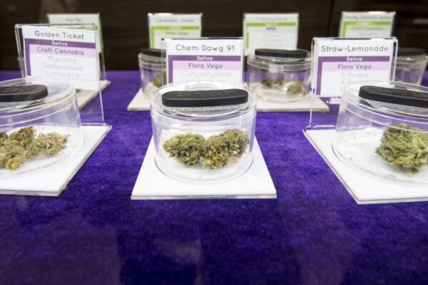 Three clear jars containing different strains of cannabis labeled "Golden Ticket," "Chem Dawg 91," and "Straw-Lemonade" displayed on a purple surface with informational signs detailing their attributes.