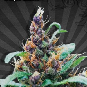 Seeds of Purple Stilton (previously known as Purple Cheese) Regular type from Auto Seeds.