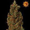 Red Diesel type Regular Seeds from Barneys Farm Seeds.