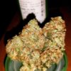 Von Barneys Farm Seeds Red Diesel.Close-up of a cannabis bud with dense trichomes and orange pistils, displayed in sharp focus.
