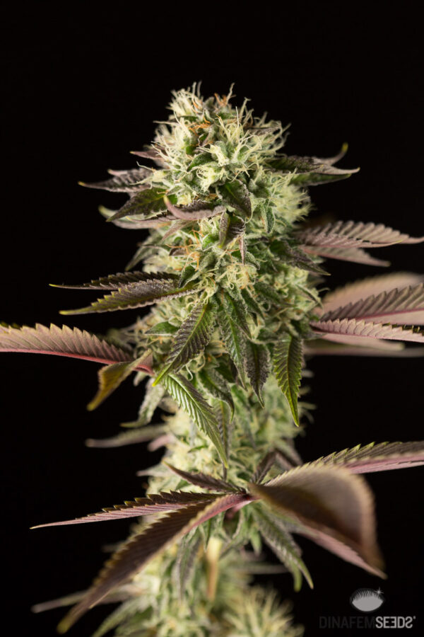 Von DinaFem Seeds Remo Chemo.Cannabis plant close-up showing a mature bud surrounded by dark leaves with prominent trichomes.