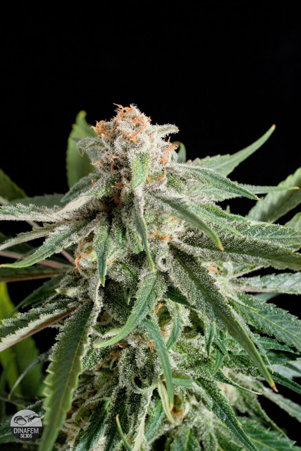 Von DinaFem Seeds Royal Haze.Close-up of a cannabis plant bloom densely covered in trichomes with visible pistils and leaves.