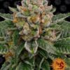 Skywalker OG Automatic Seeds from Barneys Farm Seeds.