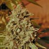 Seeds of Somango Widow feminized type from Advanced Seeds.