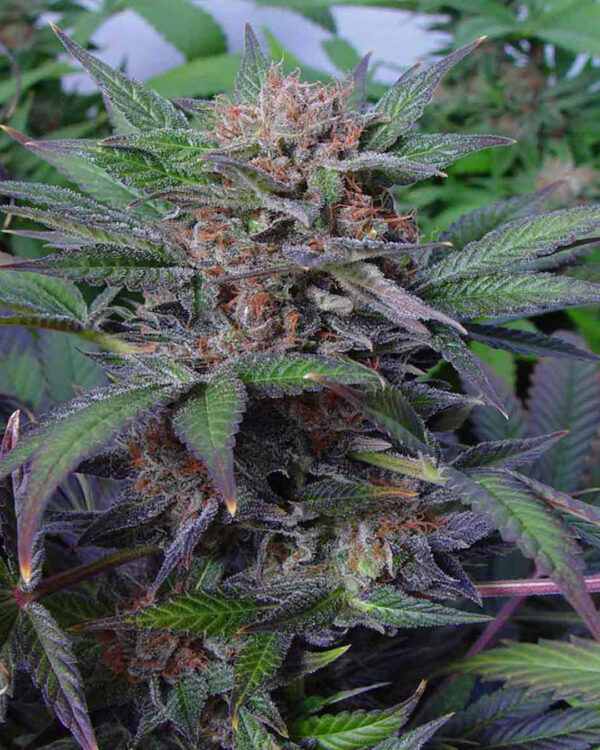 Von Advanced Seeds Somango Widow.Close-up of a mature cannabis plant with dense, frosty buds and vibrant green and purple leaves.