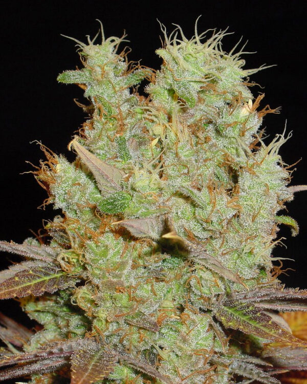 Close-up of a lush cannabis bud densely covered with trichomes and tiny orange pistils.