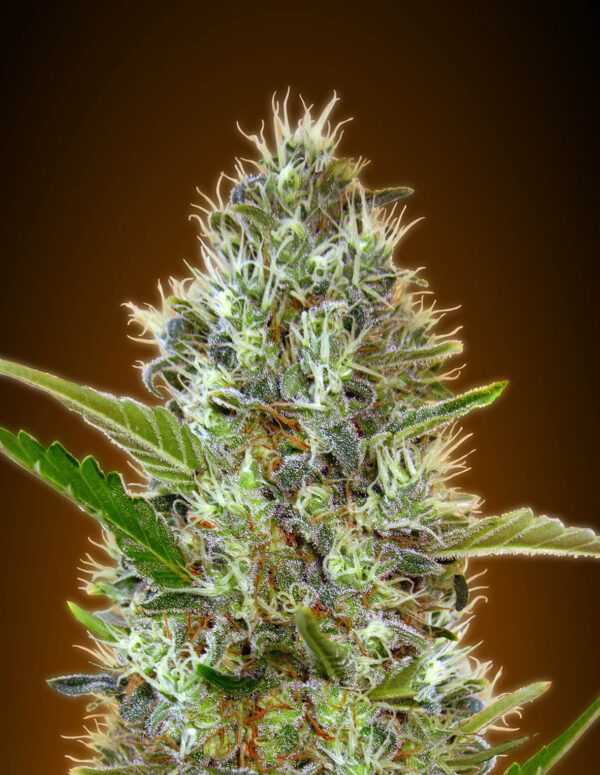 Close-up of a cannabis flower with visible trichomes and small leaves, showcasing various shades of green and tiny hints of purple.