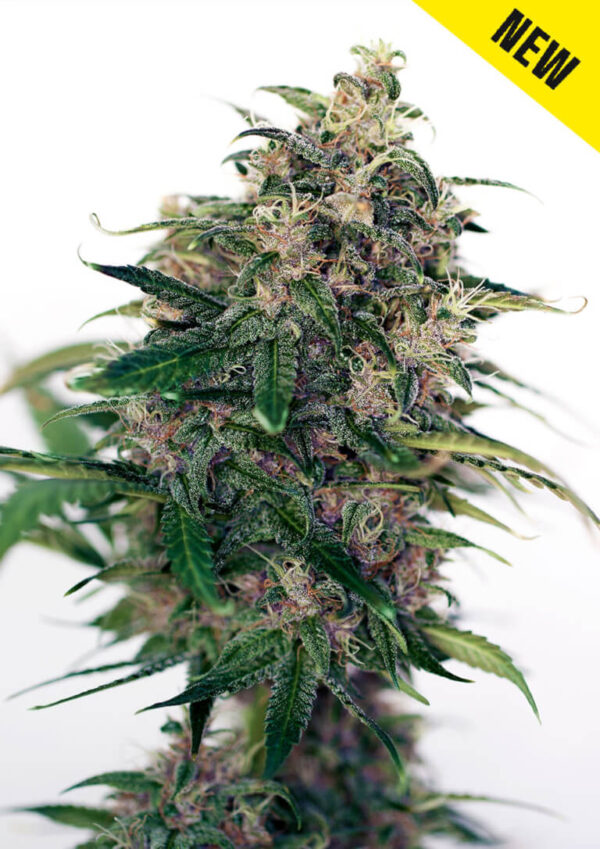 Close-up of a mature cannabis plant with dense, trichome-covered buds and vibrant green leaves, tagged with a yellow "NEW" label.