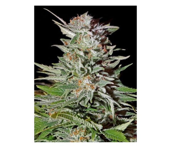 Close-up of a mature cannabis flower displaying dense trichomes and vibrant orange pistils on its surface.