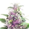 Seeds THC Bomb type Automatic from Bomb Seeds