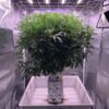Von Bomb Seeds THC Bomb Auto.A robust cannabis plant grown hydroponically in a white container, illuminated by overhead purple LED grow lights.