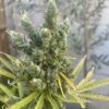 Close-up of a cannabis plant showing detailed trichomes and mature buds surrounded by thin, serrated leaves.