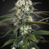 A close-up of a mature cannabis plant featuring a large, dense bud covered in white trichomes with surrounding green leaves.