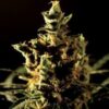 Bulldog Seeds presents the regular type of Seeds The Bulldog Chronic.