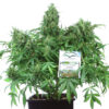 Von Dutch Passion Seeds Think Different.A lush cannabis plant in a black pot with multiple dense buds and a sign from "Dutch Passion Seed Company" advertising "Autofem" seeds.
