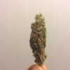Von Dutch Passion Seeds Think Different.A close-up of a hand holding a cannabis bud, showing detailed texture and colors.