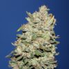 Von Dutch Passion Seeds Think Different.Close-up of a densely-packed cannabis bud covered in trichomes and small orange pistils.