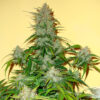 A mature cannabis plant with dense, trichome-rich buds and vibrant green leaves.