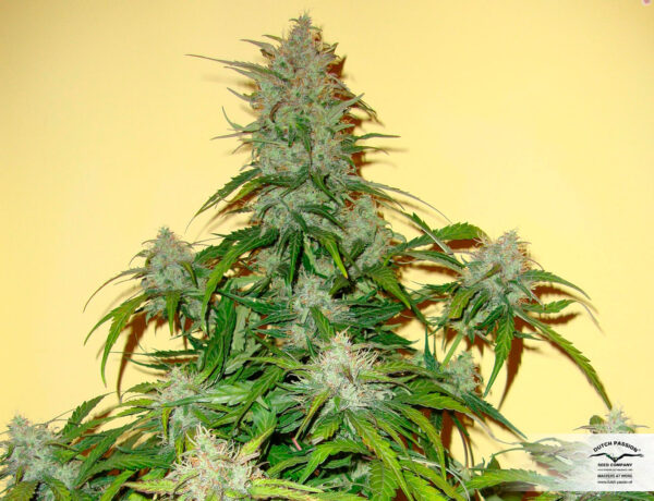 A mature cannabis plant with dense, trichome-rich buds and vibrant green leaves.