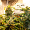 Close-up of mature cannabis plants with prominent buds featuring a Dutch Passion Seed Company information card.