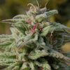 Trippy Gorilla Automatic seeds from Big Head Seeds.