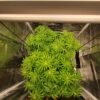 Von Big Head Seeds Trippy Gorilla Auto.Top view of healthy cannabis plants with vivid green leaves under artificial lighting in an indoor growing tent.