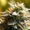 Seeds Trippy Gorilla feminized type from Big Head Seeds.