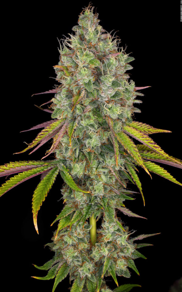 A detailed close-up of a mature cannabis plant showcasing vibrant green buds with hints of purple, covered in white trichomes, accompanied by long serrated leaves transitioning in color from green to purple.
