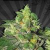 Feminized Ultra Lemon Haze type seeds from Auto Seeds.