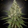 Von Auto Seeds Ultra Lemon Haze.Close-up of a mature cannabis plant with dense trichomes and pronounced leaf structures.