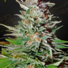 Close-up image of a cannabis plant in full bloom, featuring densely packed and frosty trichomes with orange pistils on its buds amidst vibrant green leaves.