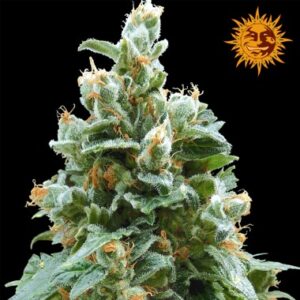 Seeds Vanilla Kush type Feminized from Barneys Farm Seeds