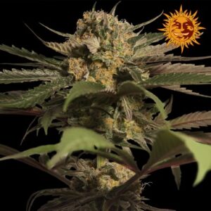 Feminized Seeds of Barneys Farm Seeds' Violator Kush Type