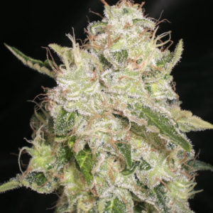 Seeds White Chronic Feminized type from Cream of the Crop Seeds.