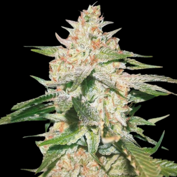 Von Dr Krippling Seeds White Rush Auto.Close-up of a mature cannabis bud covered in trichomes.