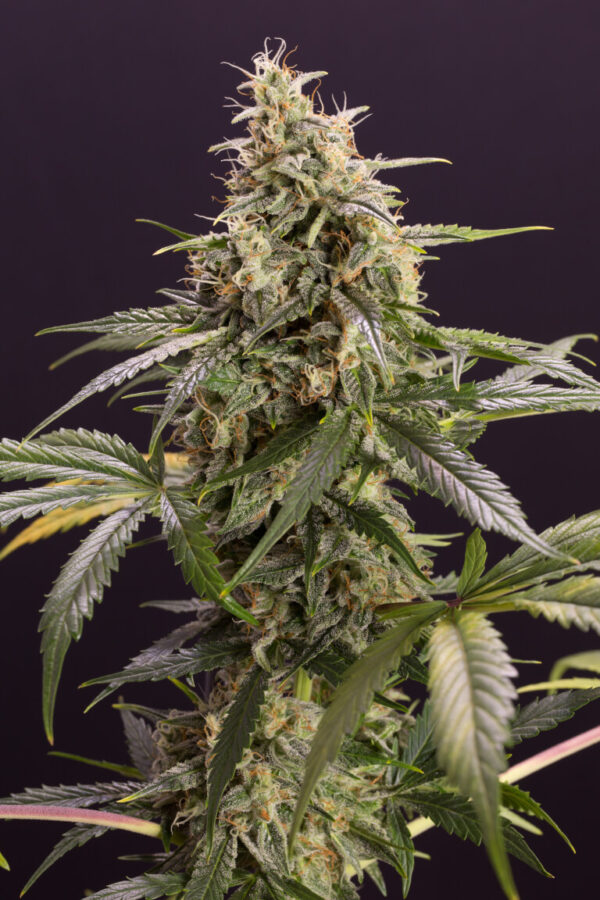 Von Bomb Seeds Widow Bomb Feminised.Close-up of a mature cannabis plant with a dense cluster of trichome-covered buds surrounded by jagged green leaves.