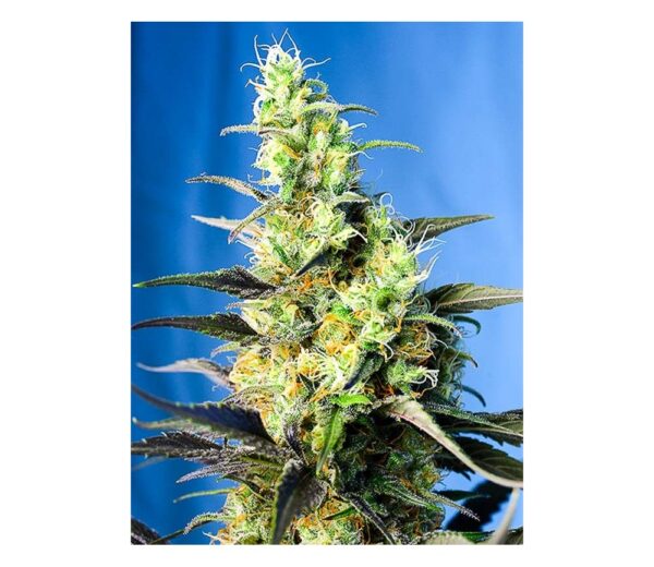 Close-up of a mature cannabis plant with detailed trichomes and vibrant orange pistils.