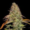 Seeds Zkittlez OG type Automatic from Barneys Farm Seeds.