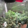 Von Barneys Farm Seeds Zkittlez OG Auto.Indoor cannabis plants growing under LED lights, displaying lush green leaves and budding flowers in a grow tent.