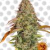 Von Barneys Farm Seeds Zkittlez OG Auto.Close-up image of a mature cannabis flower, showing dense clusters of green buds adorned with orange pistils, coated liberally in trichomes, and sporting several fading leaves with hints of purple and brown tones.