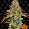 Close-up image of a fully mature cannabis plant with lush green buds covered in trichomes and tinged with orange pistils.