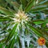 Close-up view of a cannabis plant with a prominent, budding flower surrounded by serrated leaves.